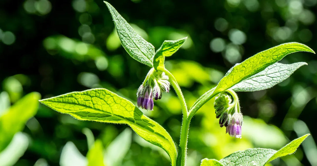 Healing Benefits of Comfrey for Skin and Hair